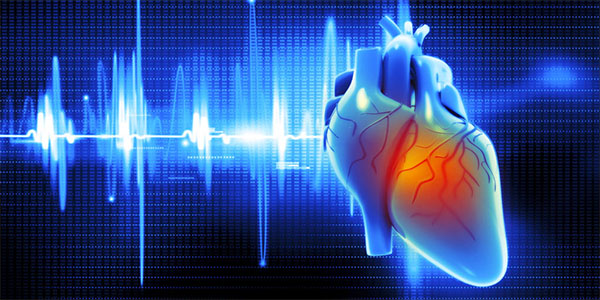 Improving Models to Study the Human Heart