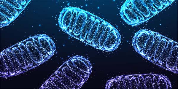 Mitochondria May Be a Promising Therapeutic Target for Inflammatory Diseases