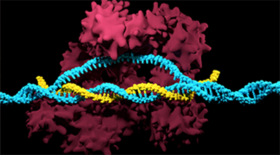 a CRISPR/Cas9-based mutation-prevention system that is capable of discriminating a single nucleotide variation (indicated in green) in the DNA code (in blue) to readily remove newly occurring disease-associated mutations