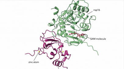 a magenta and green protein complex, nsp10/16