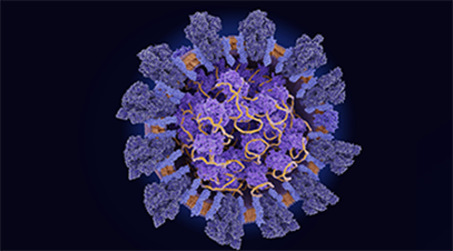 coronavirus with dark blue spike protein infiltrating host cells, whose machinery it uses to replicate its yellow RNA 