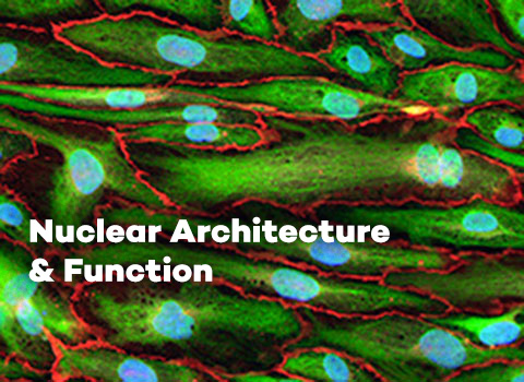 Click to learn more about the Nuclear Architecture & Function research focus