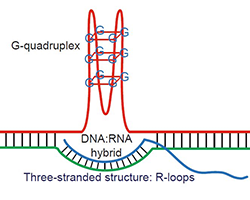 g4_rloops250x200.png