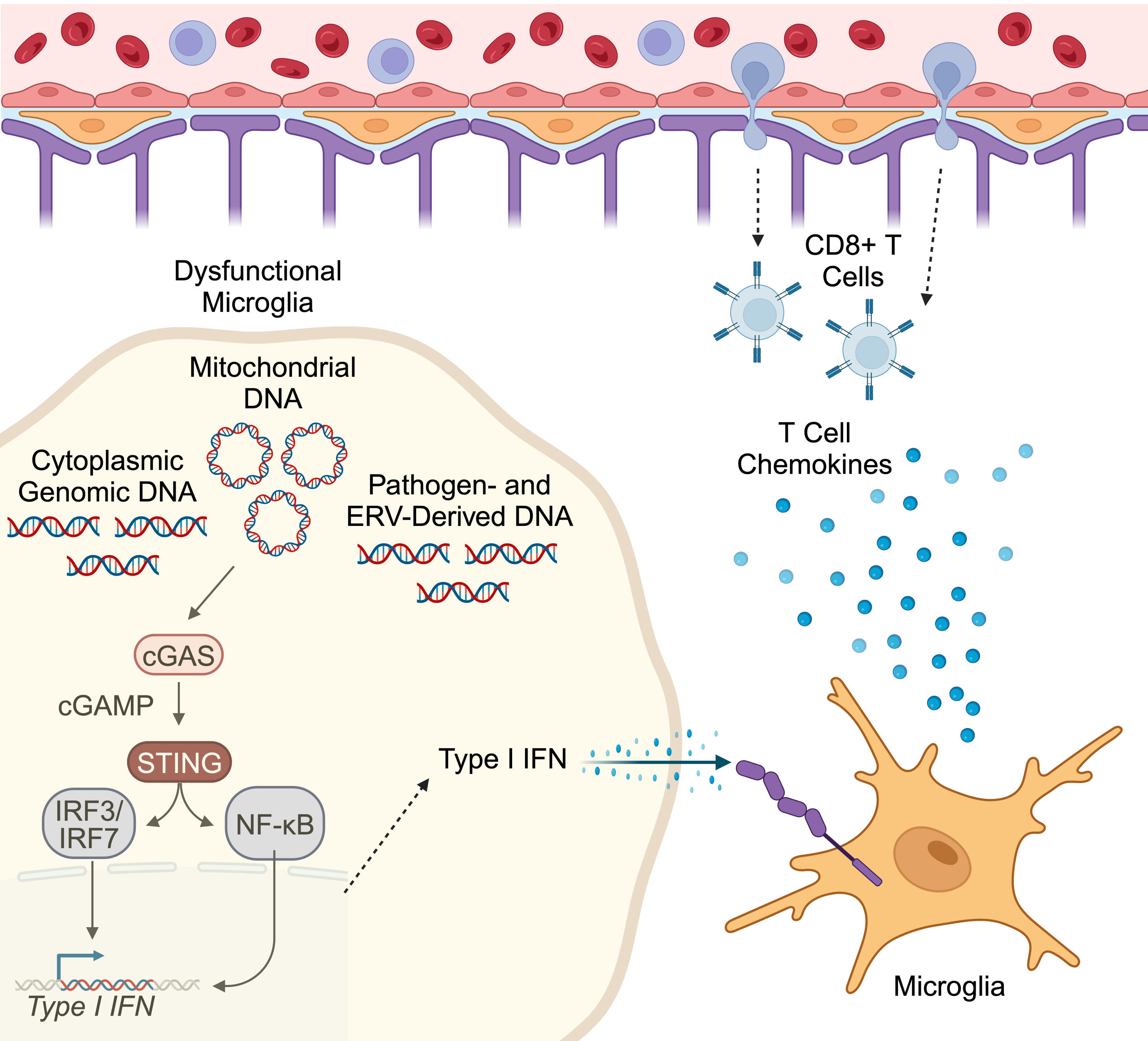 graphical abstract a link between pathological mishandling of DNA and neuroinflammation